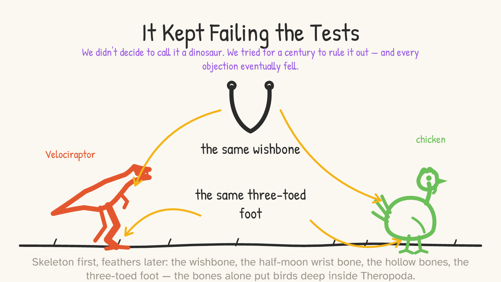 Panel: a red Velociraptor on the left and a green chicken on the right, with a wishbone glyph in the center and yellow arrows pairing 'the same wishbone' and 'the same three-toed foot' to both animals; pinned text: 'We tried for a century to rule it out — and every objection eventually fell'
