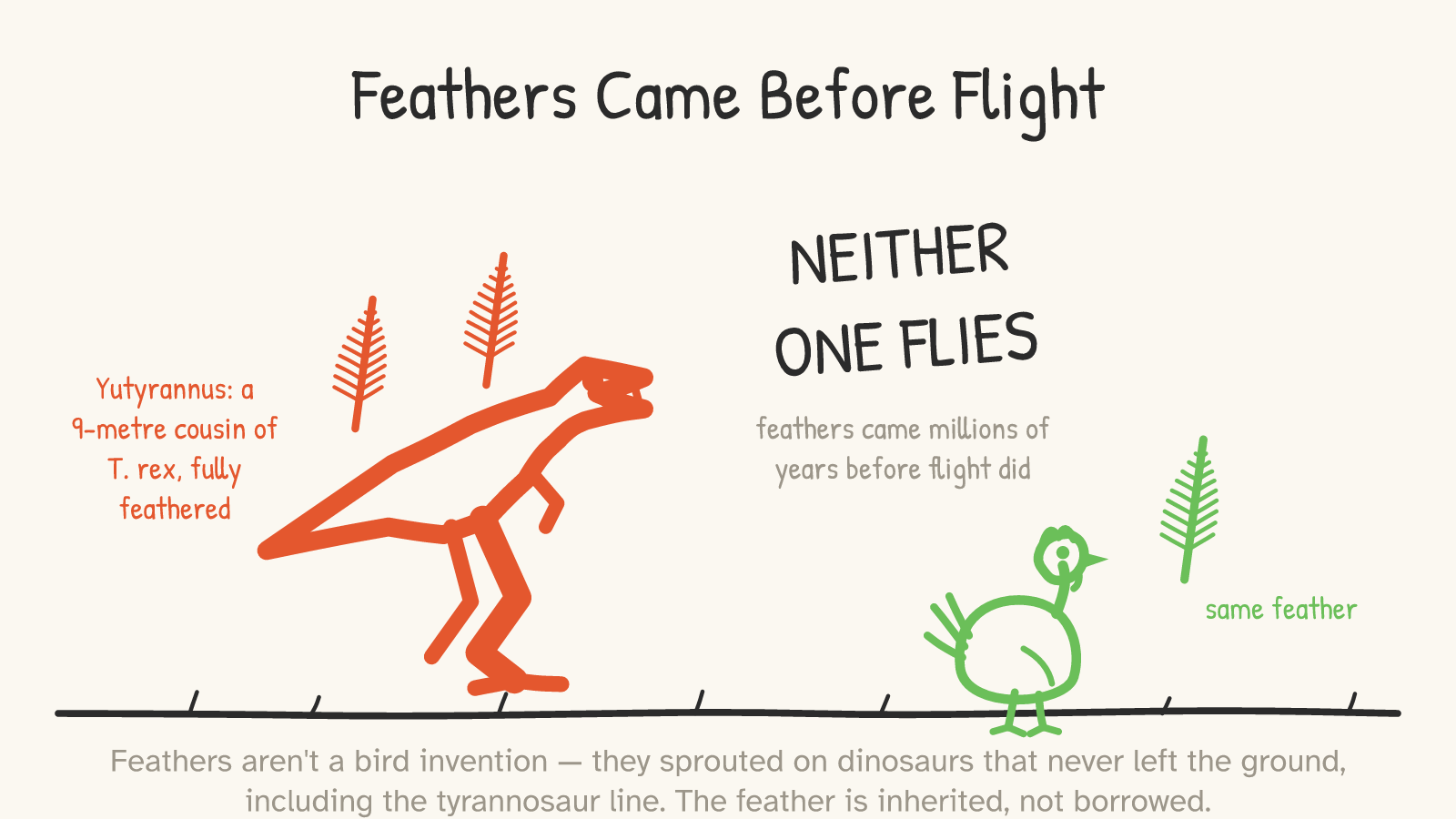 Panel: a huge red feathered tyrannosauroid (Yutyrannus, ~9 metres) towers at left wearing feathers; a tiny green chicken stands at right with the same feather labeled 'same feather'; large text reads 'NEITHER ONE FLIES — feathers came millions of years before flight did'