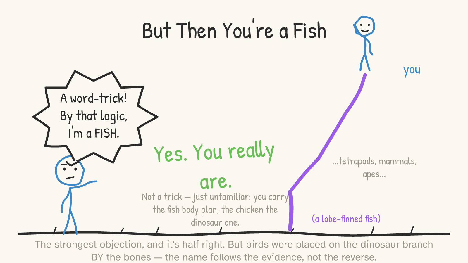 Panel: a blue skeptic with a burst speech bubble 'A word-trick! By that logic, I'm a FISH.'; beside them a purple tree rooted in '(a lobe-finned fish)' rising through '...tetrapods, mammals, apes...' to a waving figure labeled 'you'; green text concedes 'Yes. You really are.'