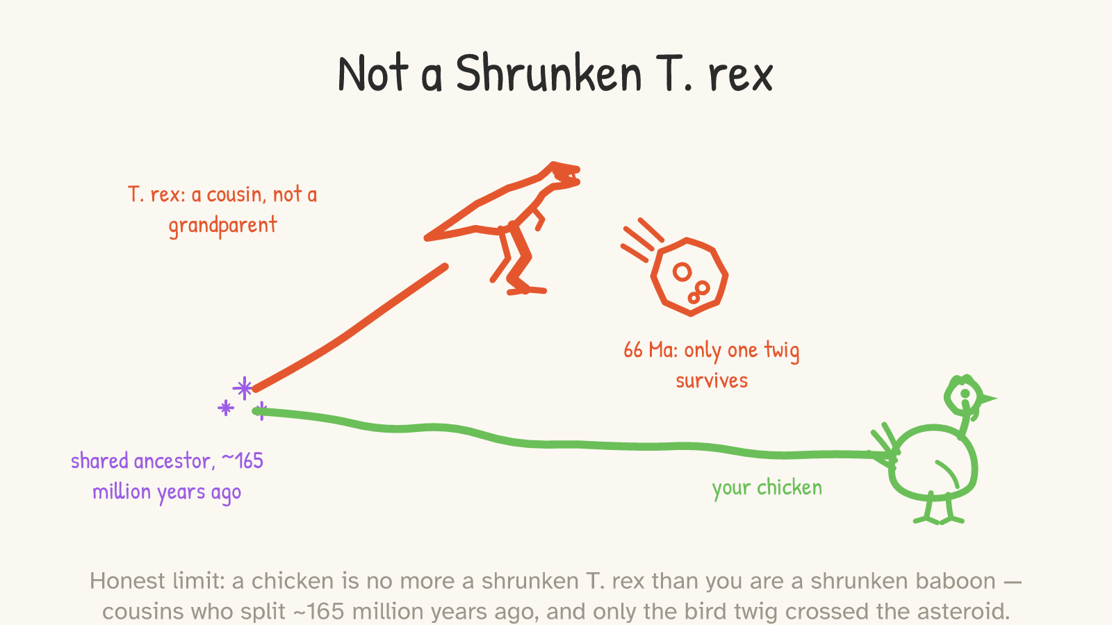 Panel: a deep-time fork — a purple node 'shared ancestor, ~165 million years ago' splits into a red branch up to a T. rex ('a cousin, not a grandparent') and a green branch running right, past a red asteroid marked '66 Ma: only one twig survives', to a living chicken labeled 'your chicken'