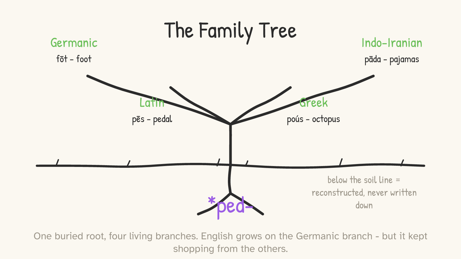 Panel 2: a tree with *ped- as the buried root and four branches — Germanic (foot), Latin (pedal), Greek (octopus), Indo-Iranian (pajamas)